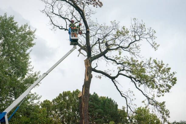 Professional Tree Services in Fort Lee, NJ